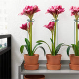 Set x 10 Tutores para Enderezar Plantas y Flores + ENVIO GRATIS