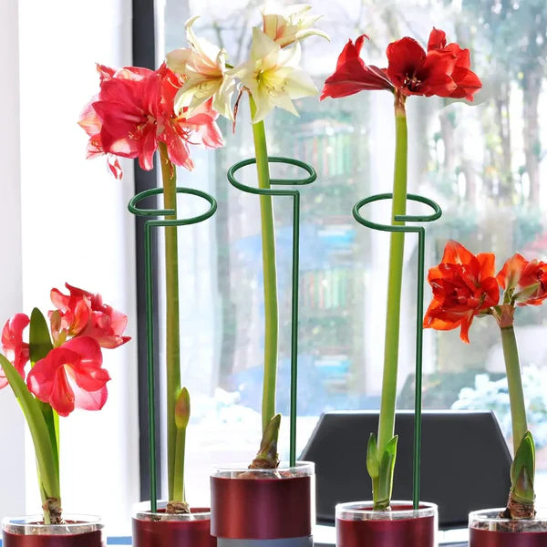Set x 10 Tutores para Enderezar Plantas y Flores + ENVIO GRATIS