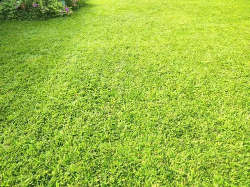🌱 Semillas de césped enano perenne🌱 ultimas unidades🔥| Crea tu césped perfecto aquí 🌼