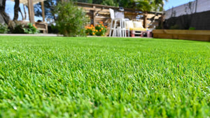 🌱 Semillas de césped enano perenne🌱 ultimas unidades🔥| Crea tu césped perfecto aquí 🌼