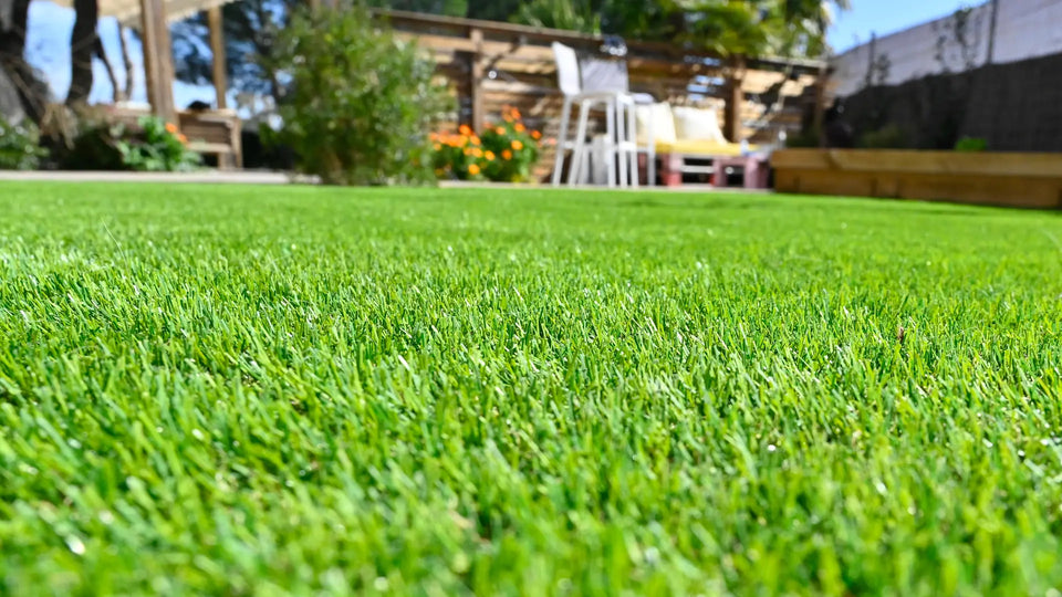 🌱 Semillas de césped enano perenne🌱 ultimas unidades🔥| Crea tu césped perfecto aquí 🌼
