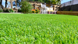 🌱 Semillas de césped enano perenne🌱 ultimas unidades🔥| Crea tu césped perfecto aquí 🌼