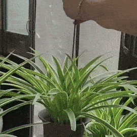 Set x 10 Tutores para Enderezar Plantas y Flores + ENVIO GRATIS